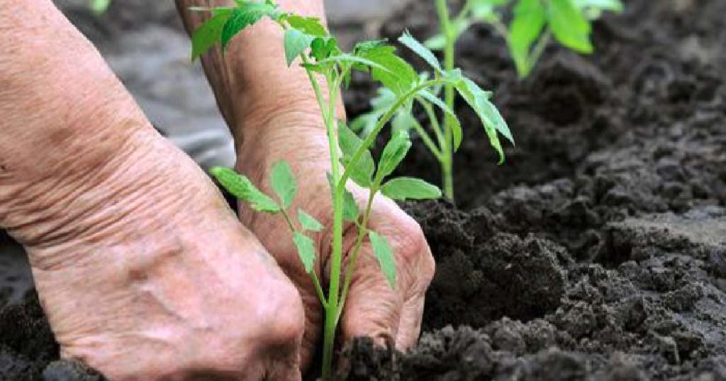 Naturalna Ochrona I Wzmocnienie Dla Twojej Plantacji Pomidorów Zamiast ...